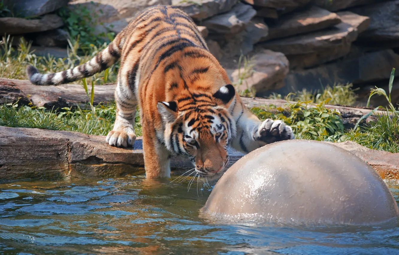 Photo wallpaper cat, water, tiger, the game, the ball, bathing, Amur