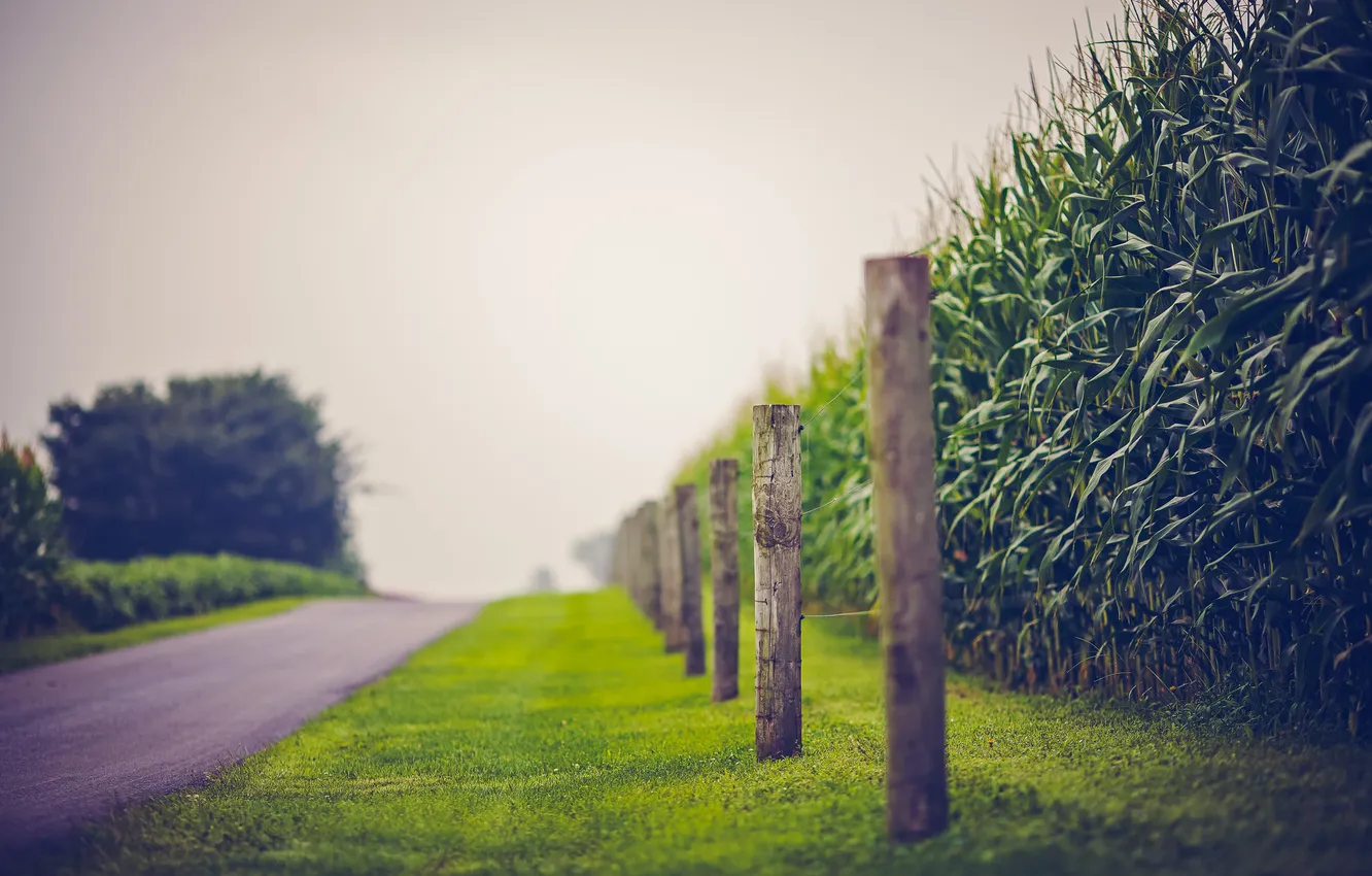 Photo wallpaper road, summer, the fence