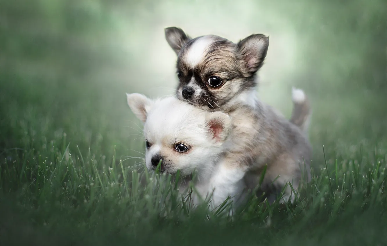 Photo wallpaper grass, puppies, kids, a couple, bokeh, Chihuahua, doggie