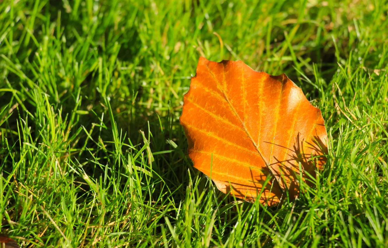 Photo wallpaper grass, autumn, leaf