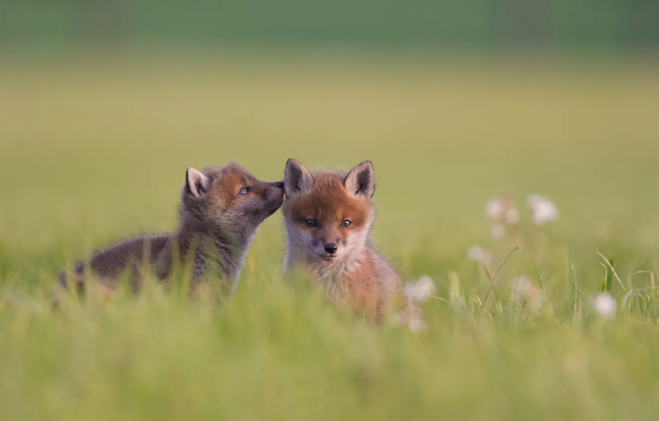 Photo wallpaper grass, kids, a couple, bokeh, cubs