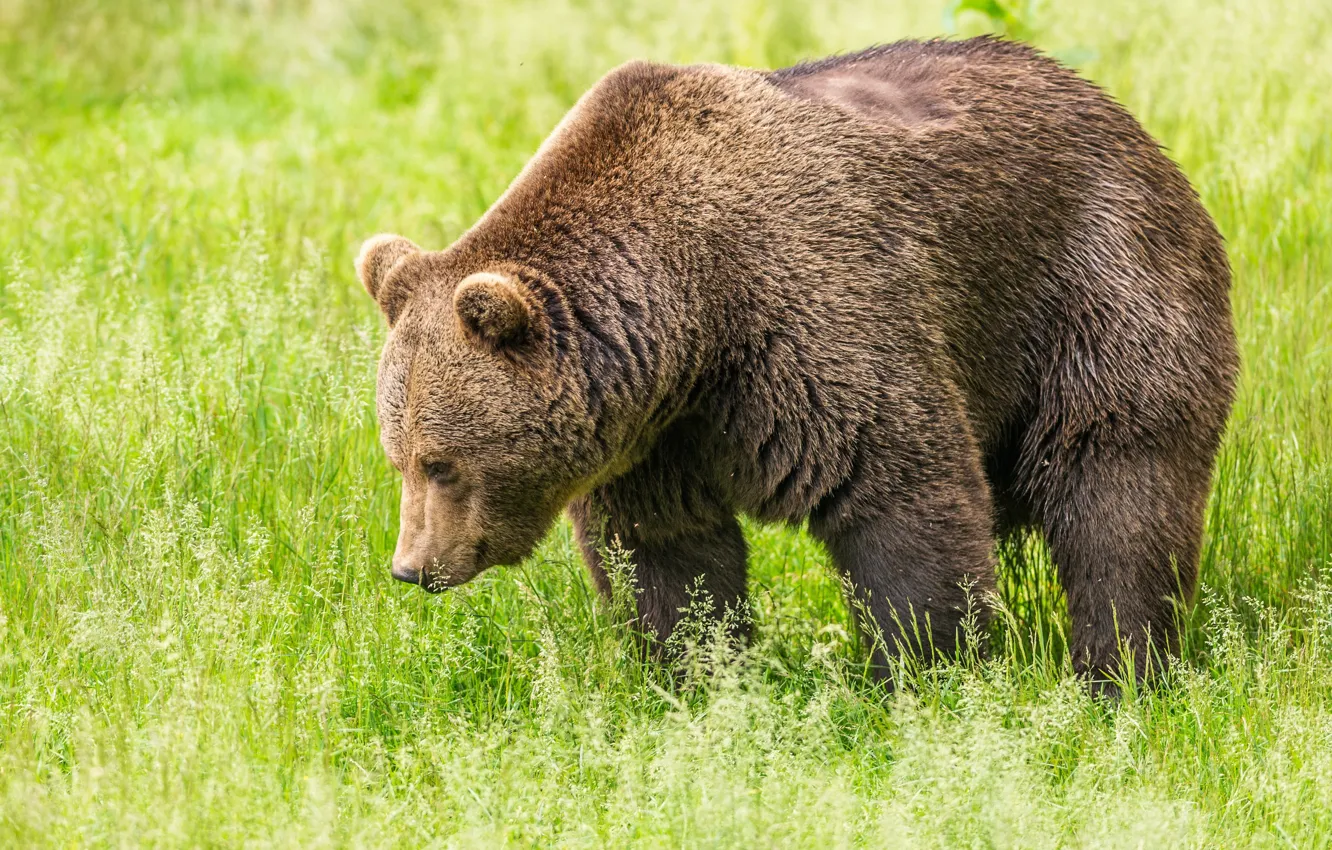 Photo wallpaper greens, field, grass, bear, brown