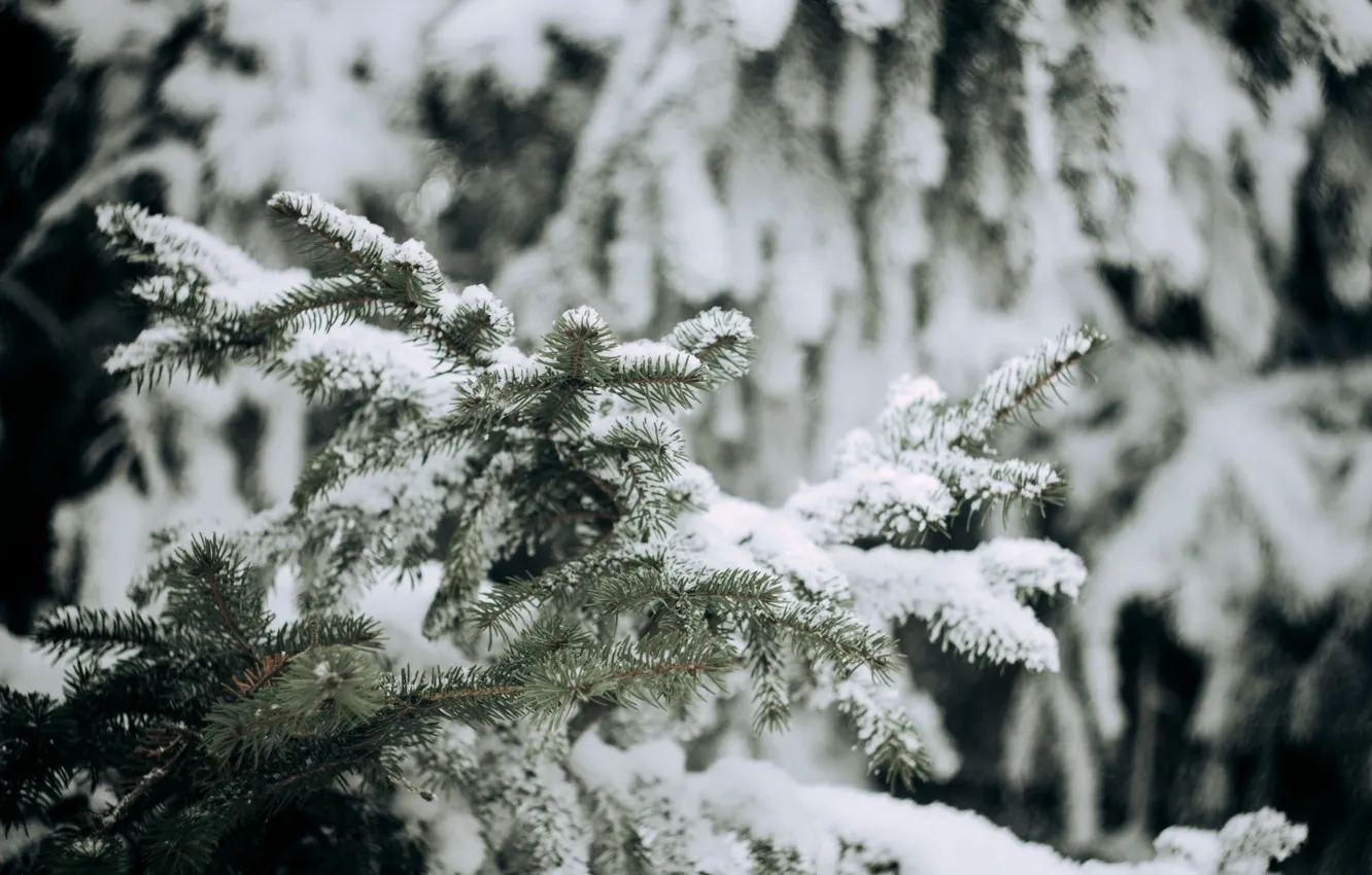 Photo wallpaper snow, comfort, tree, new year, the snow