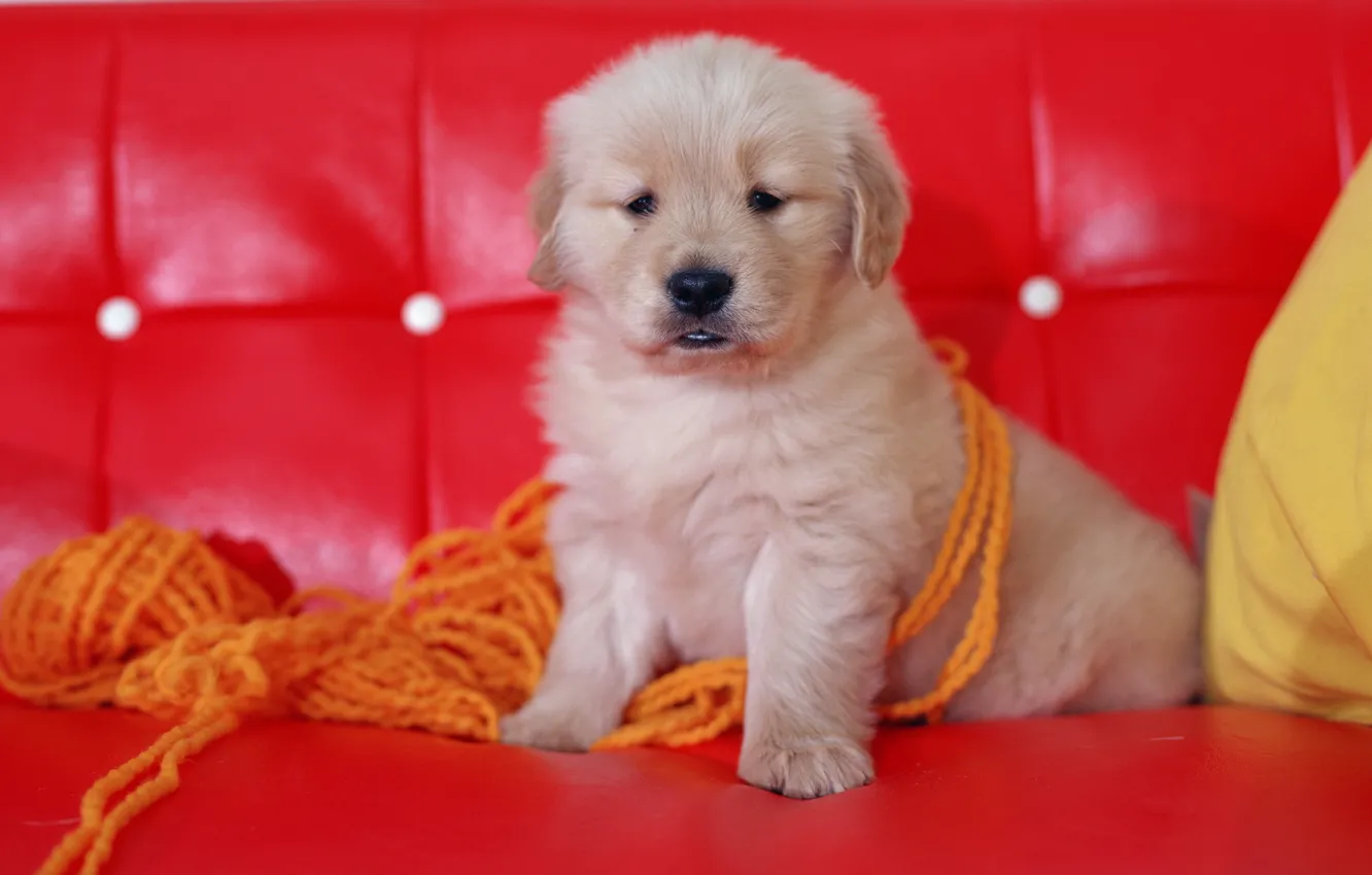 Photo wallpaper red, sofa, dog, puppy, thread, yarn, Wallpaper from lolita777