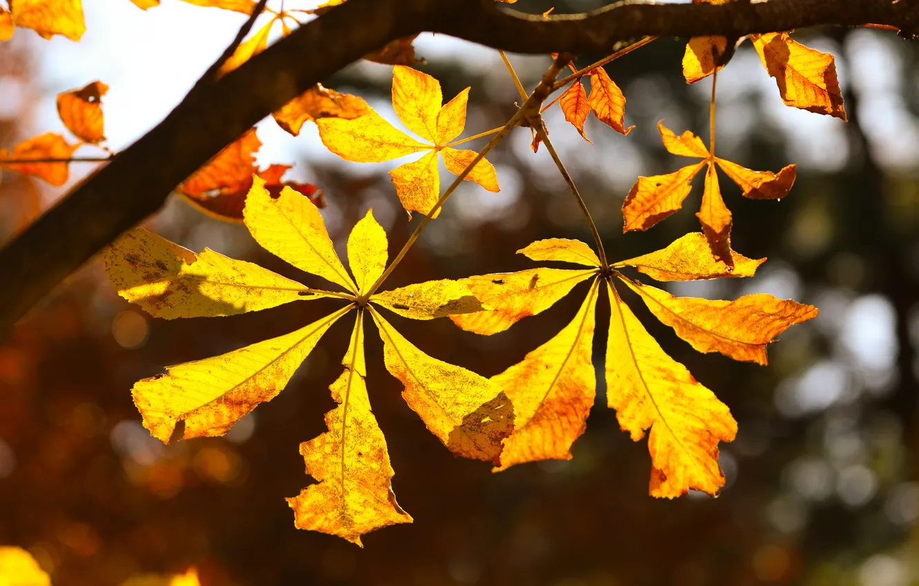 Photo wallpaper autumn, leaves, light, branches, nature, tree, foliage, yellow