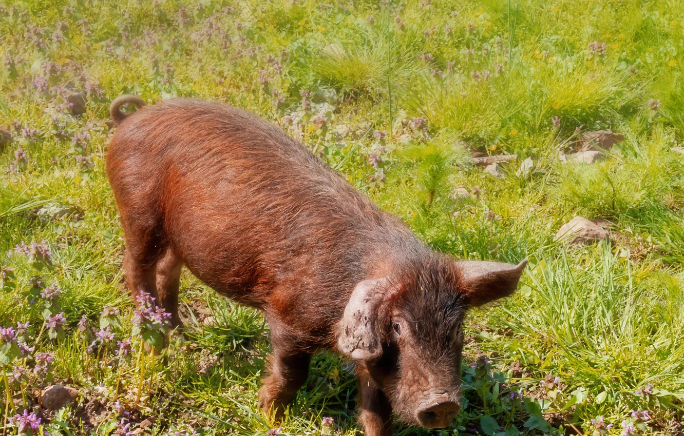 Photo wallpaper glade, pig, pig, pig