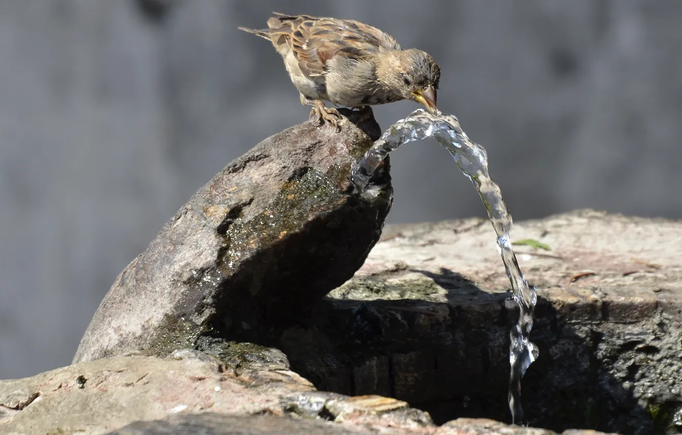 Photo wallpaper water, nature, stones, bird, Sparrow, jet, fountain