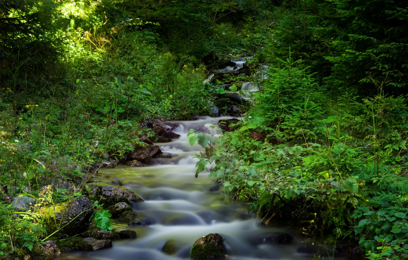 Photo wallpaper forest, nature, stream, river, forest, river, nature, Flow