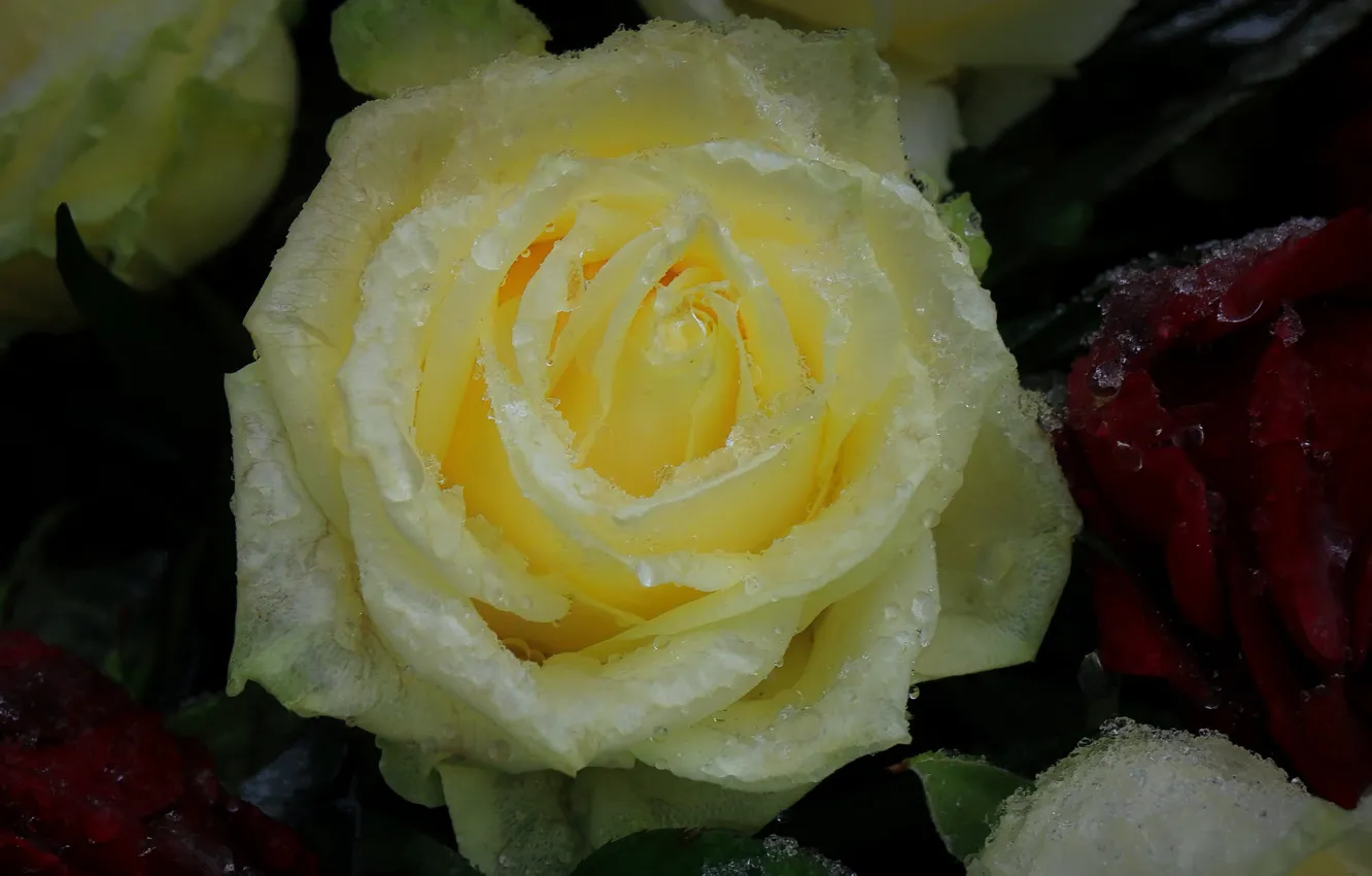 Photo wallpaper macro, snow, roses, drops, yellow