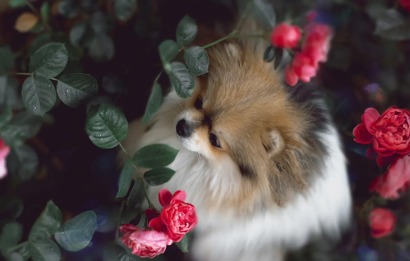 Photo wallpaper look, pose, dog, face, Spitz