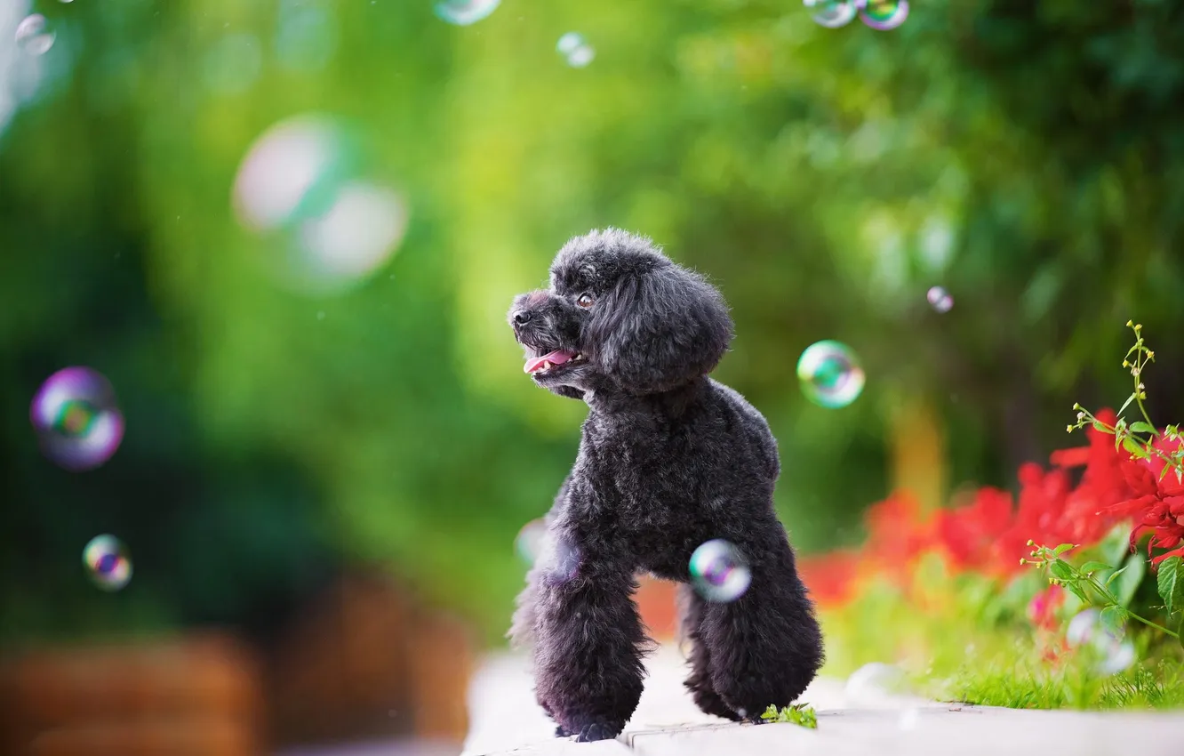 Photo wallpaper look, nature, pose, dog, face