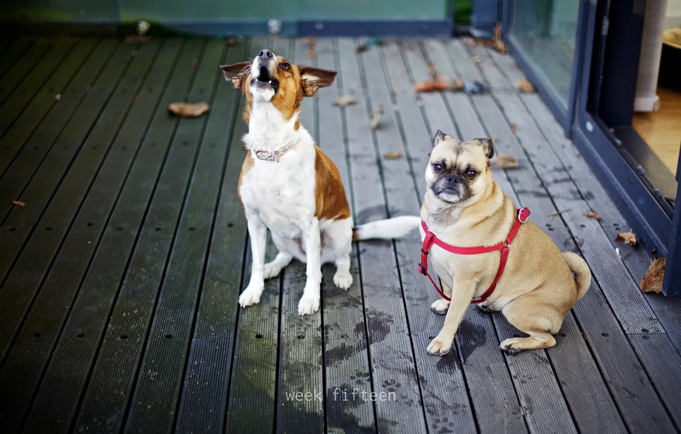 Photo wallpaper each, mood, dog