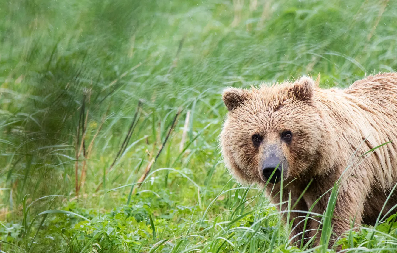 Photo wallpaper grass, look, face, portrait, bear, brown