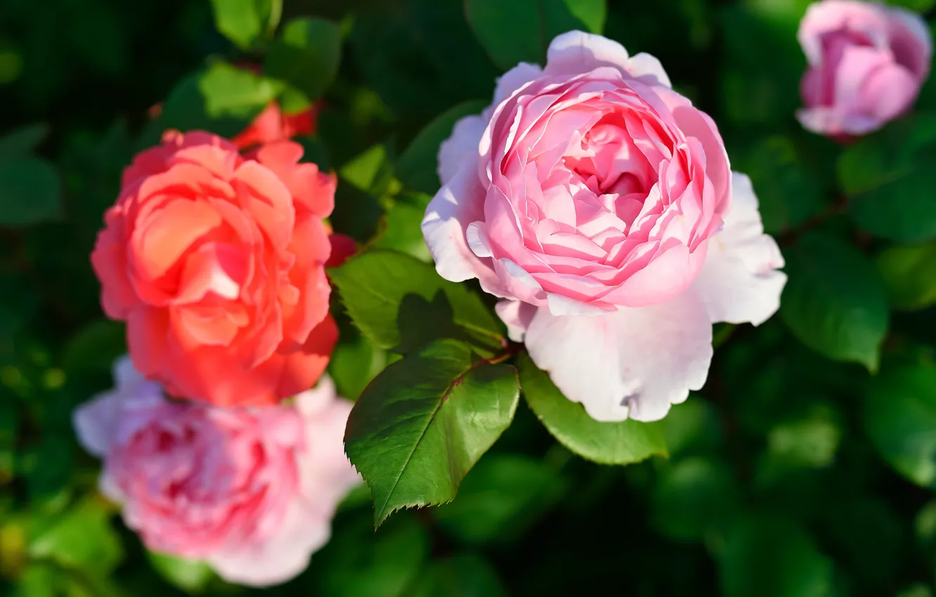 Photo wallpaper leaves, light, flowers, red, green, roses, garden, pink
