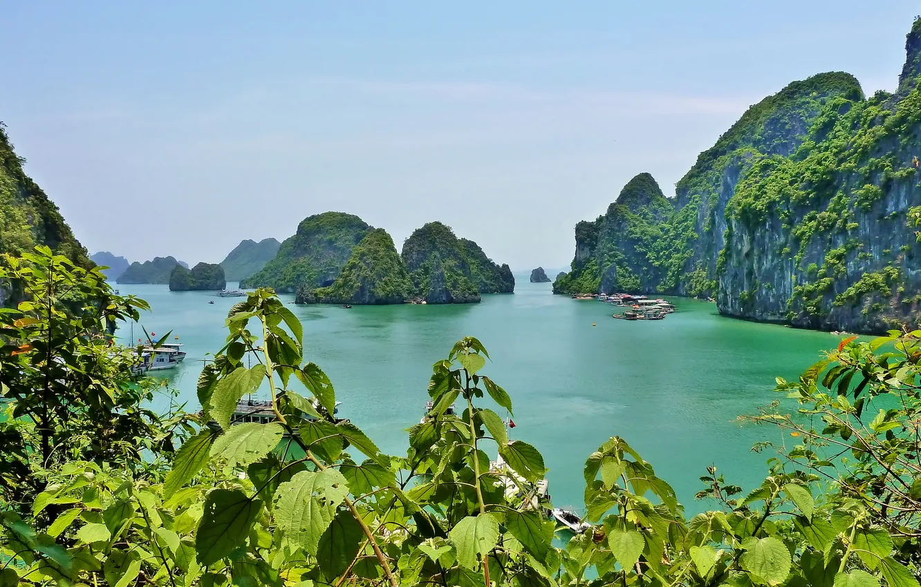 Photo wallpaper branches, rocks, boats, Vietnam, Vietnam, Ha Long Bay, Halong
