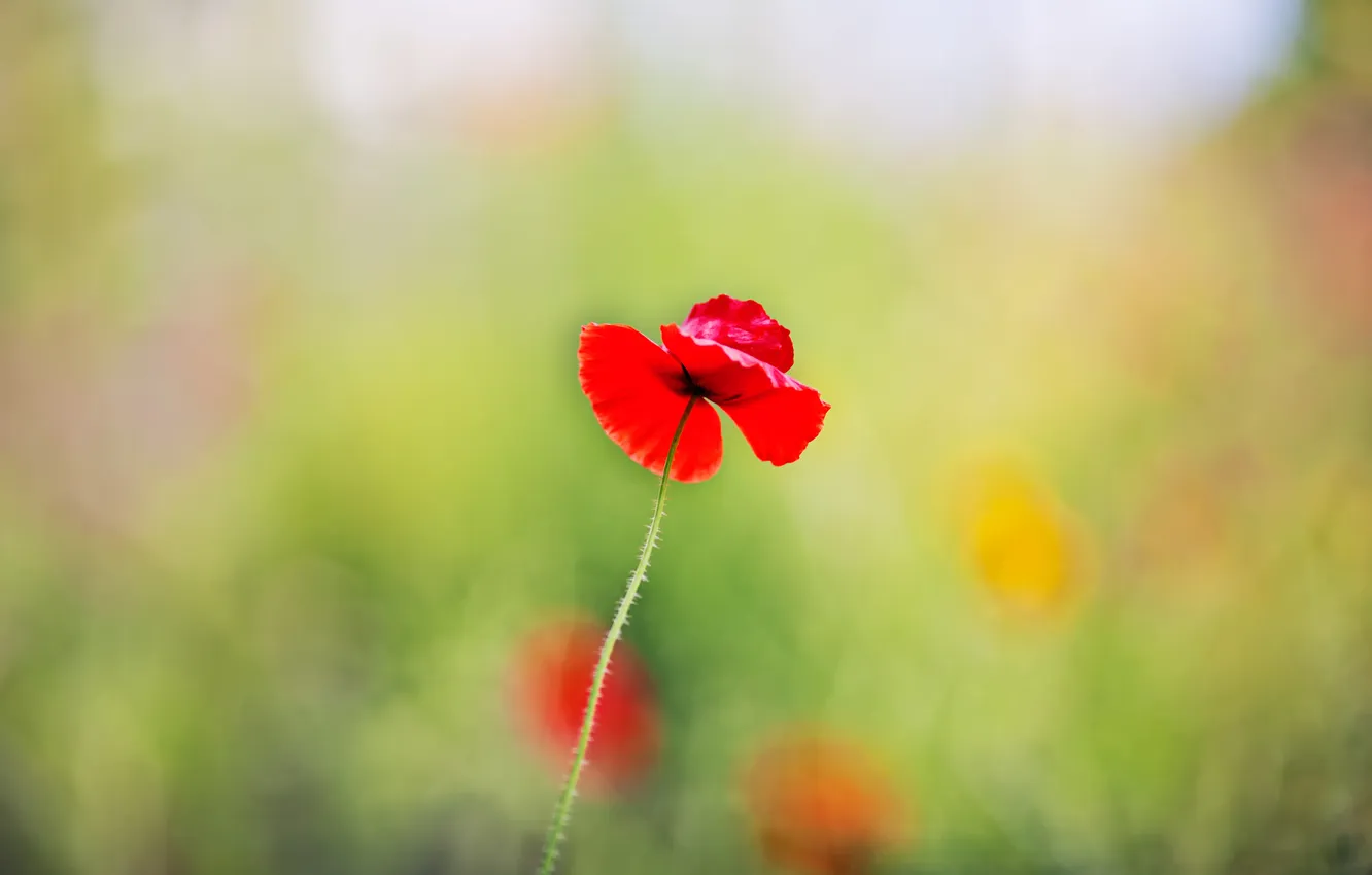 Photo wallpaper summer, nature, Mac