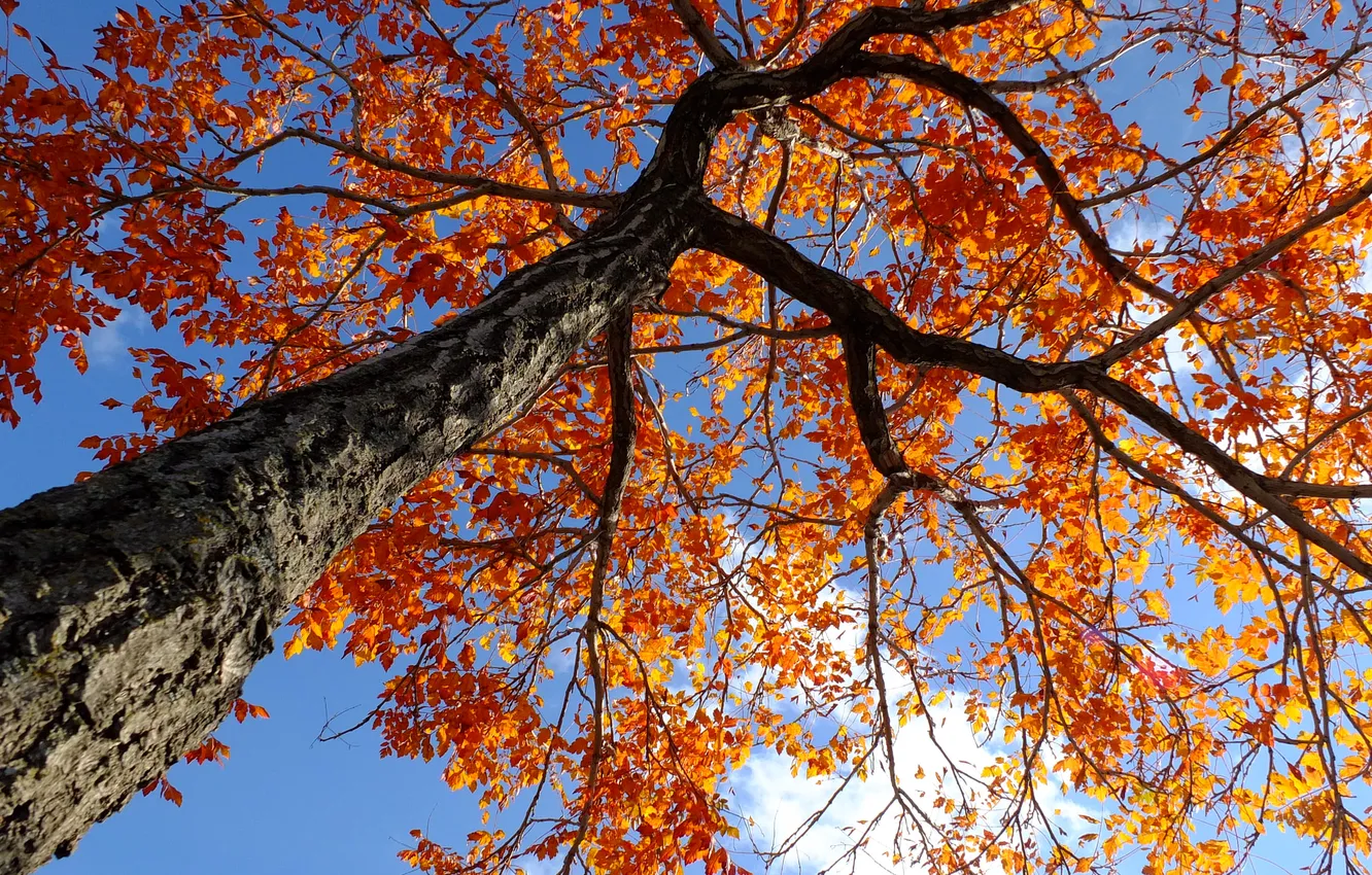 Photo wallpaper autumn, the sky, leaves, branches, tree, trunk