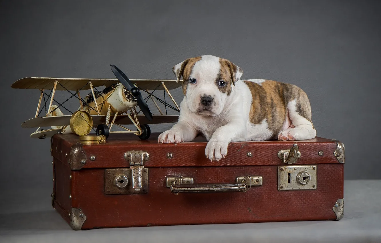 Photo wallpaper the plane, dog, puppy, suitcase, puppy, airplane, suitcase, the dog