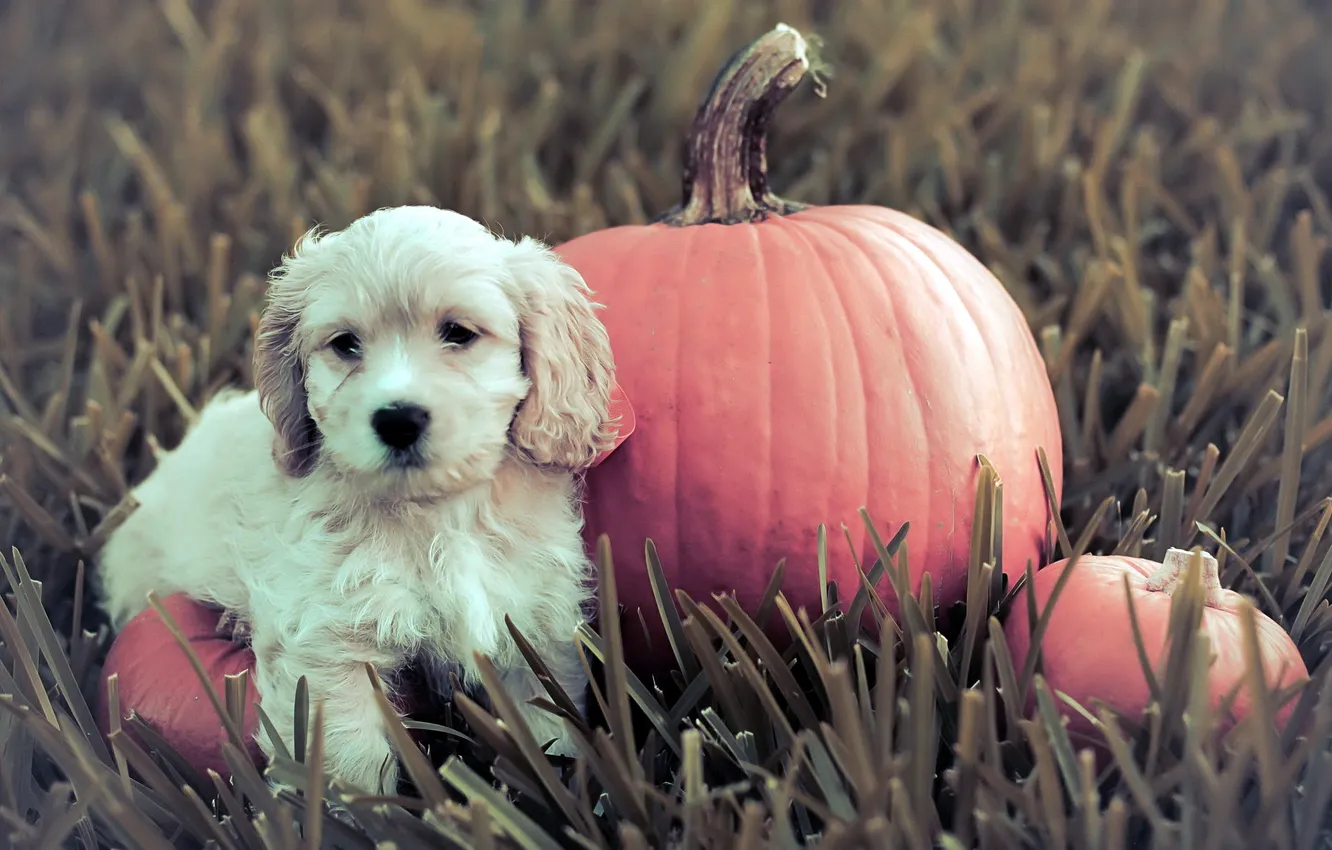 Photo wallpaper dog, puppy, pumpkin