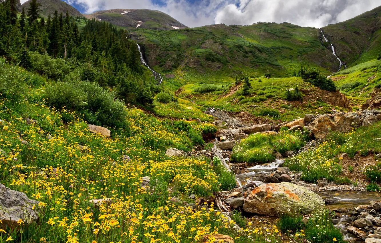 Photo wallpaper forest, grass, trees, flowers, mountains, stream, stones, field