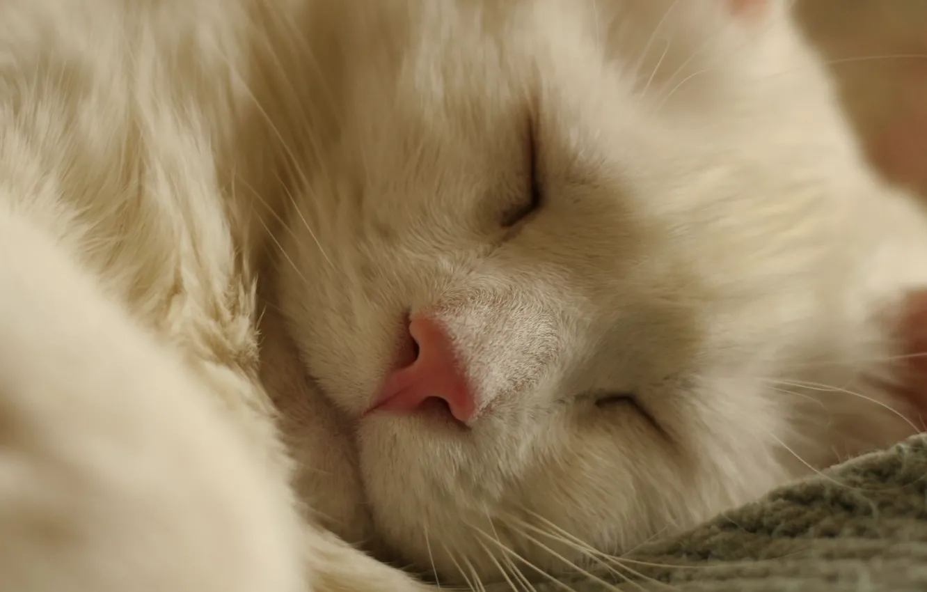 Photo wallpaper white, cat, sleeping