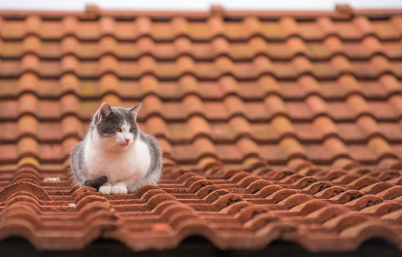 Photo wallpaper roof, cat, tile