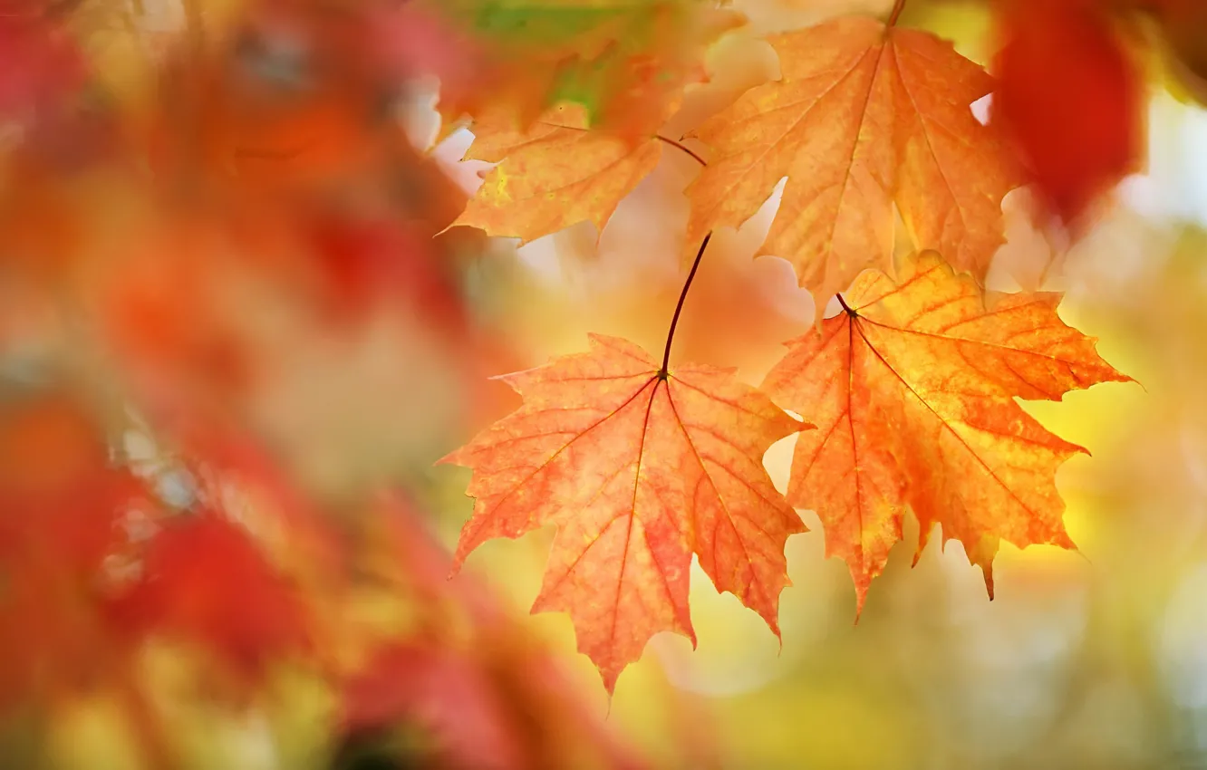 Photo wallpaper autumn, leaves, nature