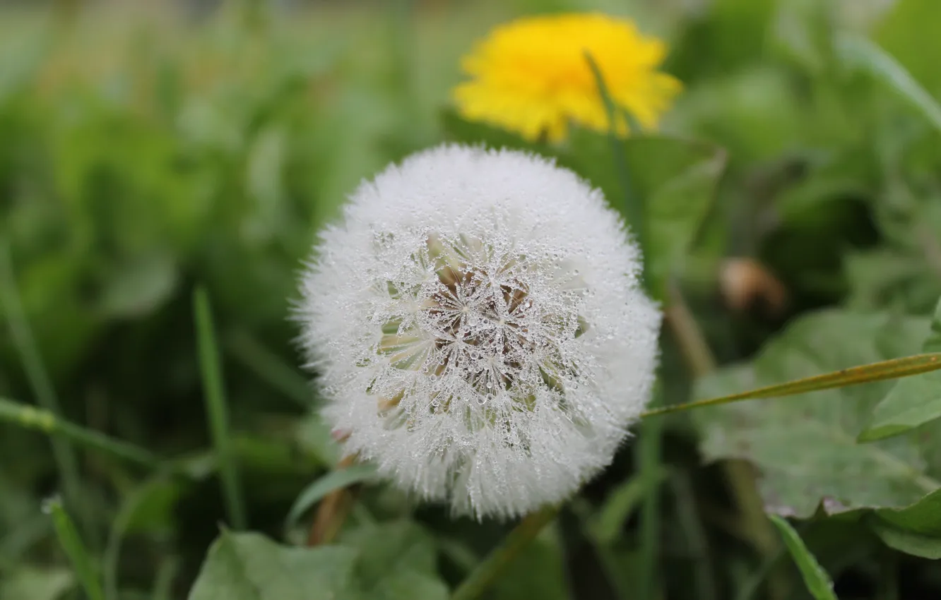 Photo wallpaper autumn, white, water, dandelion, balls, morning