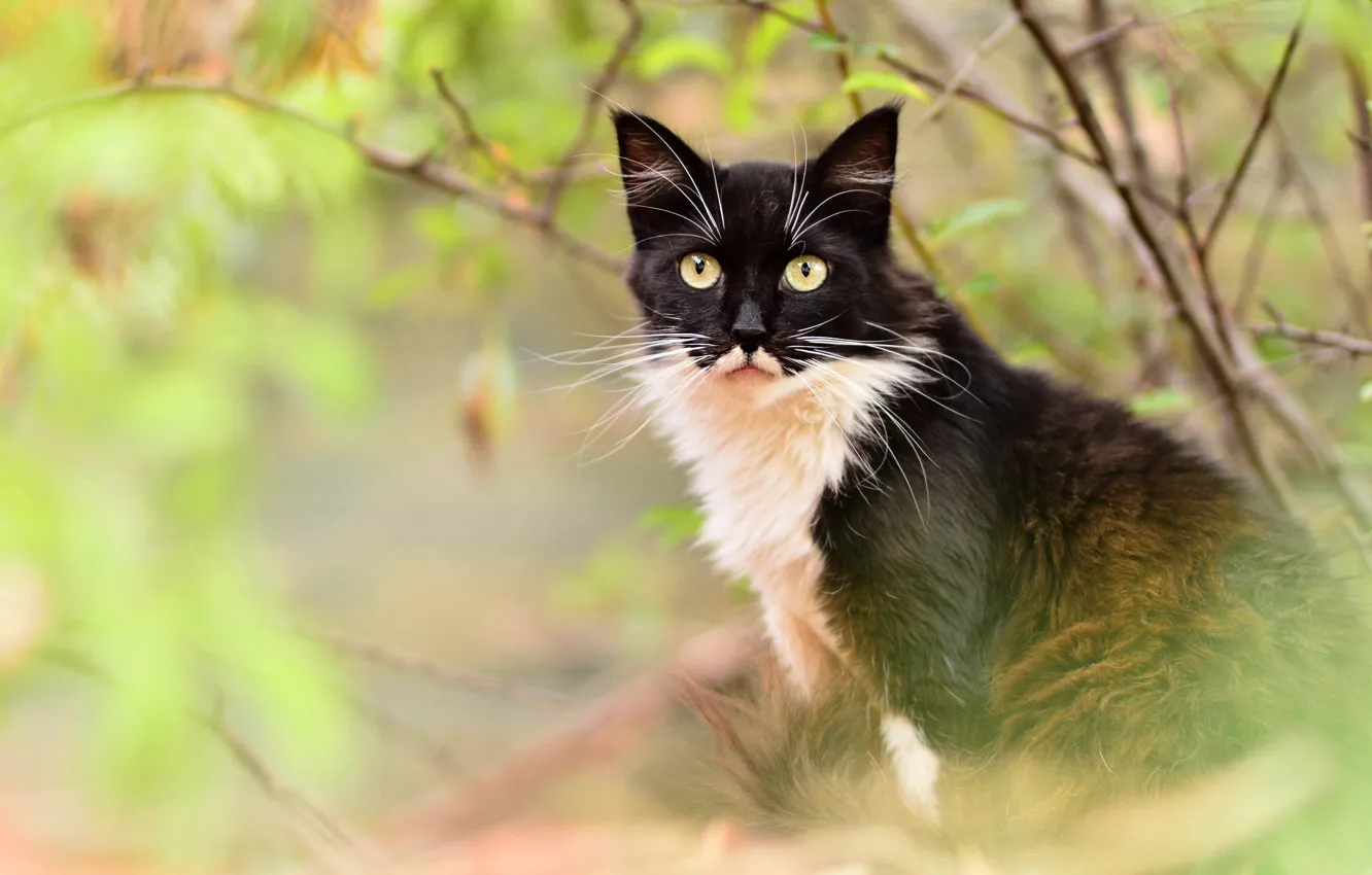 Photo wallpaper autumn, cat, eyes, cat, look, leaves, branches, yellow