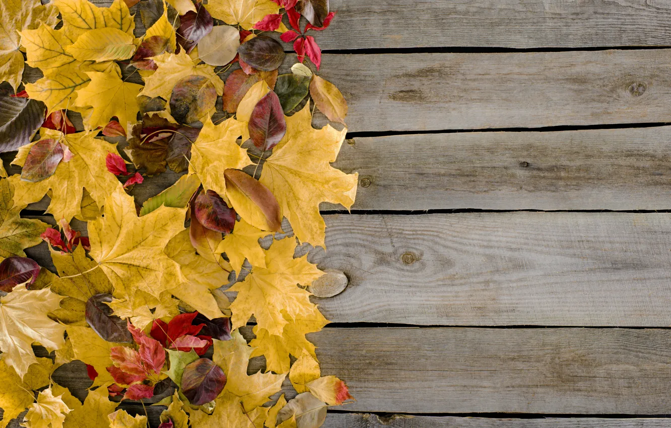 Photo wallpaper autumn, leaves, background, tree, Board, colorful, wood, background