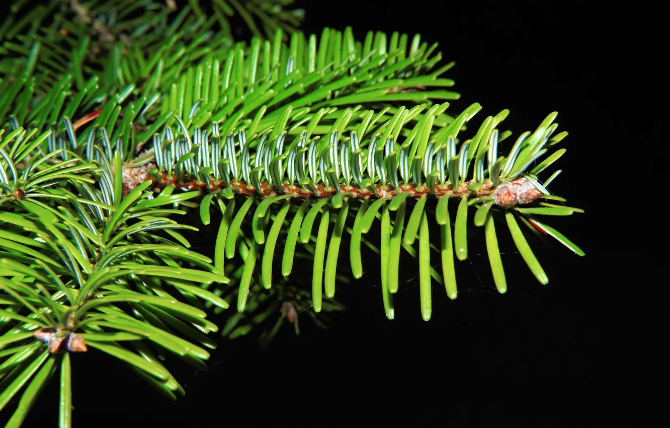 Photo wallpaper needles, pine, fir