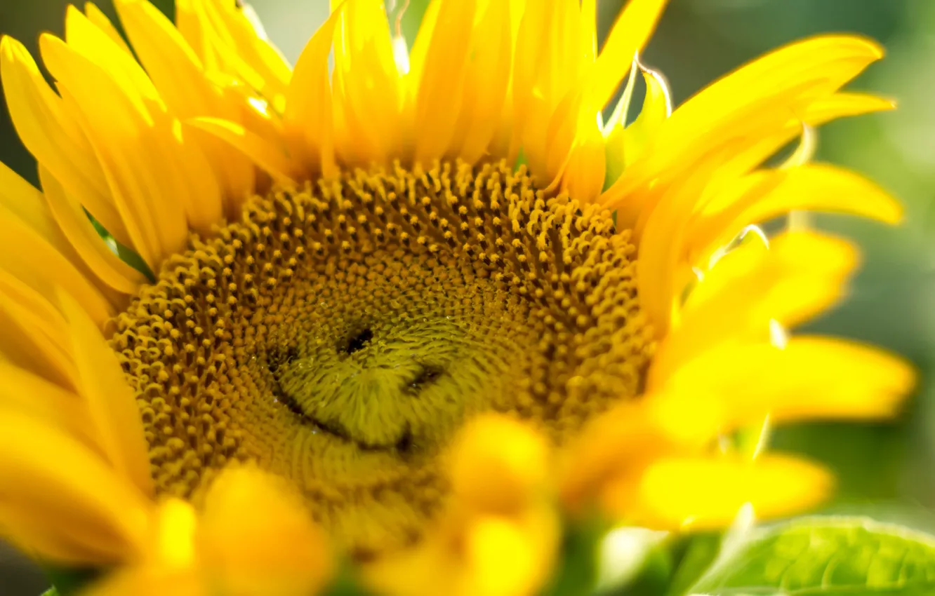 Photo wallpaper light, sunflowers, smile, petals