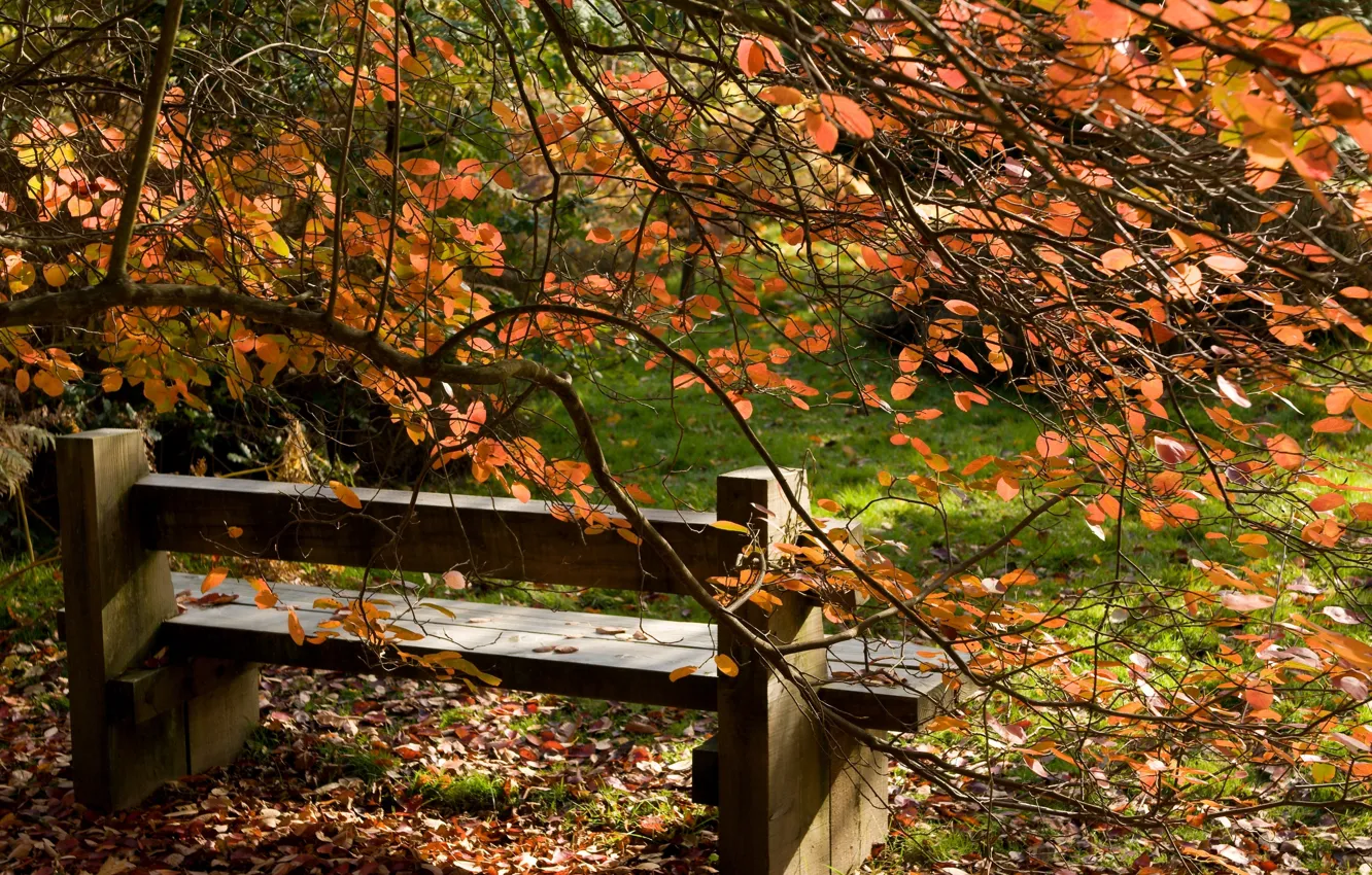 Photo wallpaper autumn, leaves, trees, landscape, bench, nature, tree