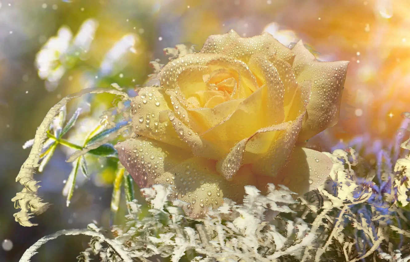 Photo wallpaper winter, snow, roses