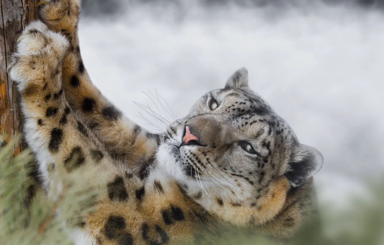 Photo wallpaper look, tree, paws, claws, Snow leopard