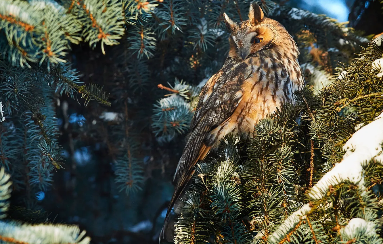 Photo wallpaper look, branches, tree, spruce, Owl, sitting, needles