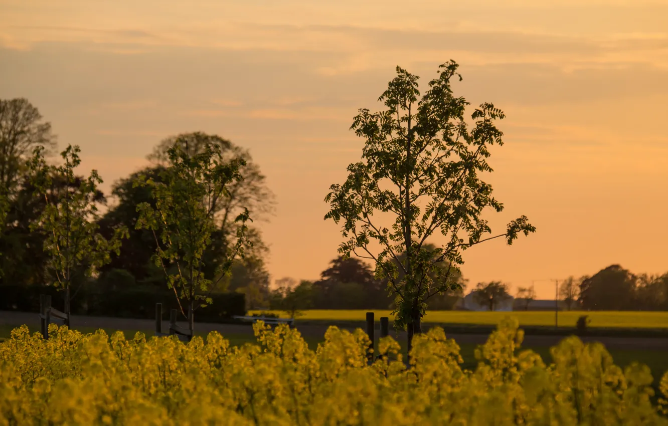 Photo wallpaper sky, field, landscape, sunset, cloud, tree, dusk, countryside