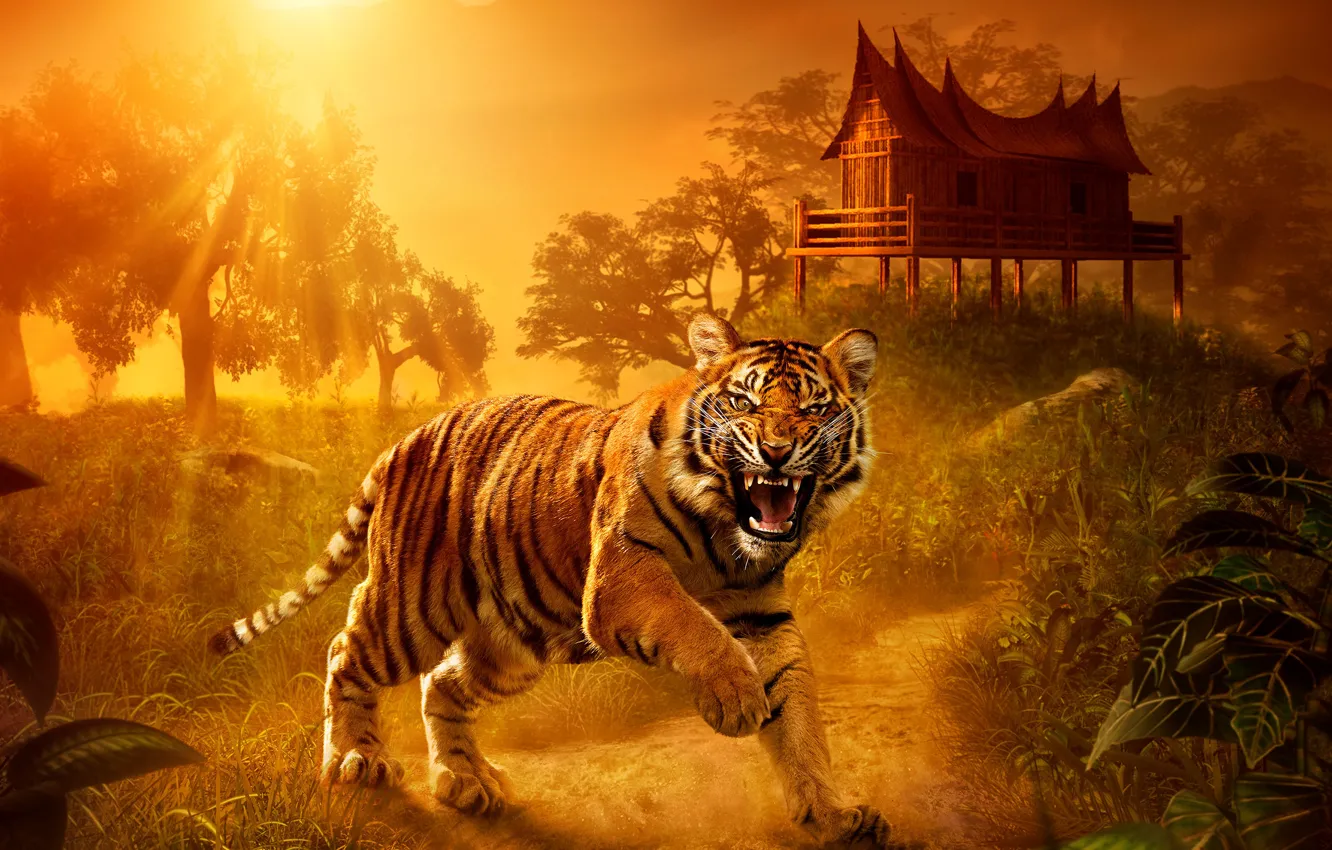 Photo wallpaper look, sunset, nature, tiger, predator, house