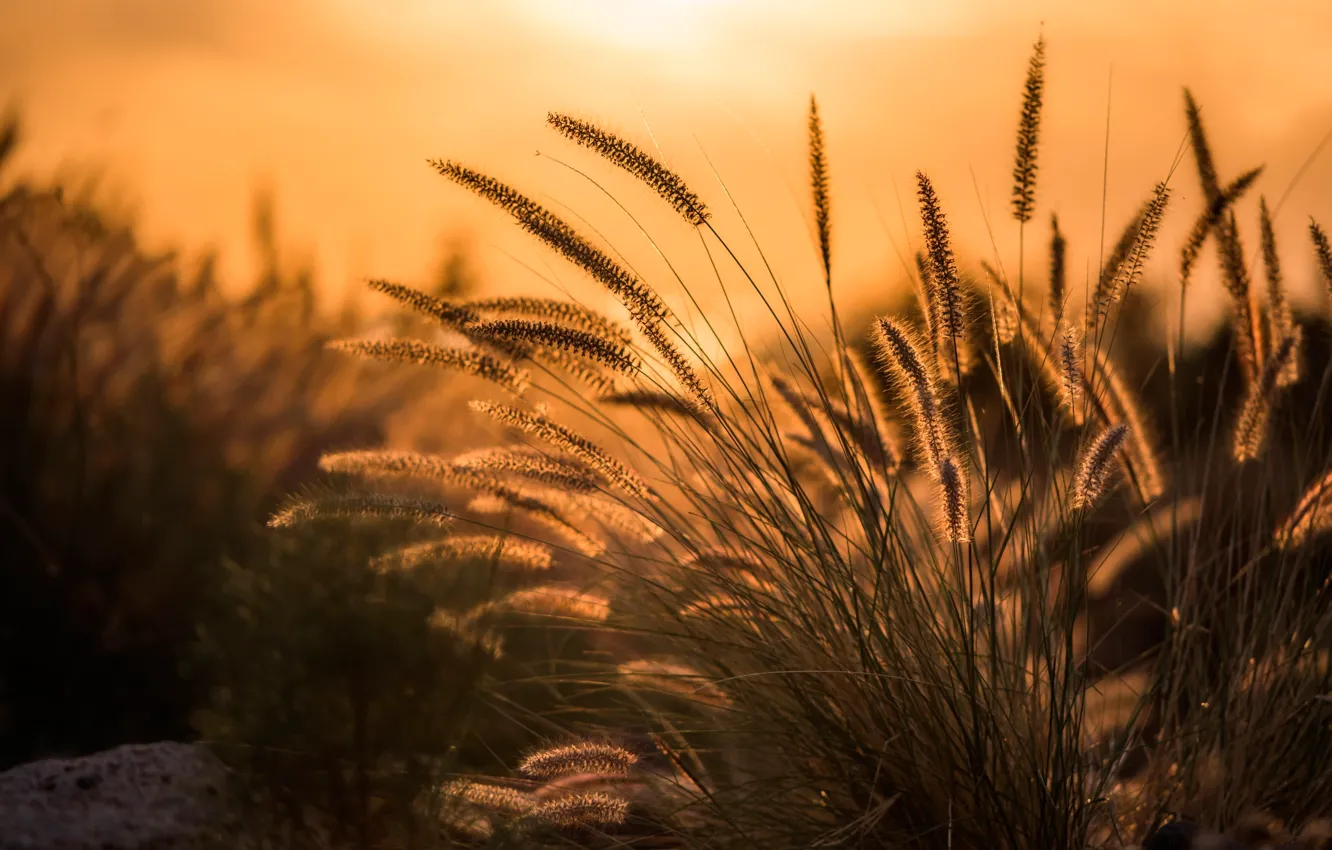 Photo wallpaper grass, macro, bokeh