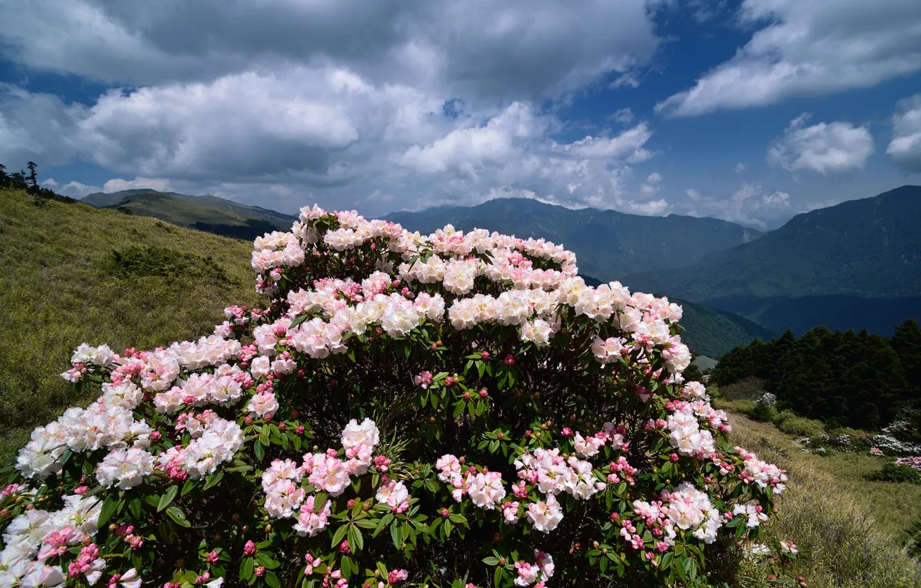 Photo wallpaper clouds, flowers, mountains, rhododendrons