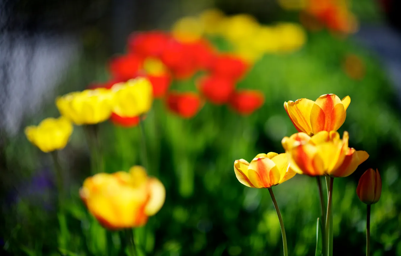 Photo wallpaper nature, spring, yellow, tulips, red