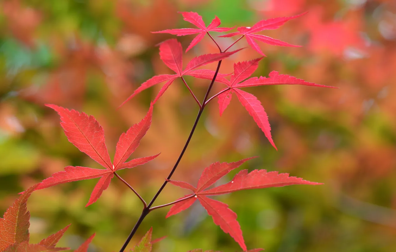 Photo wallpaper autumn, leaves, macro, color, branch