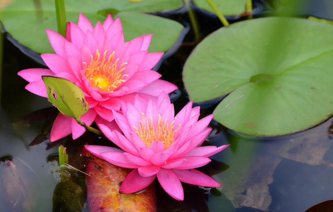 Photo wallpaper pond, pond, water Lily, water lily, Pink Lily, Pink Lily