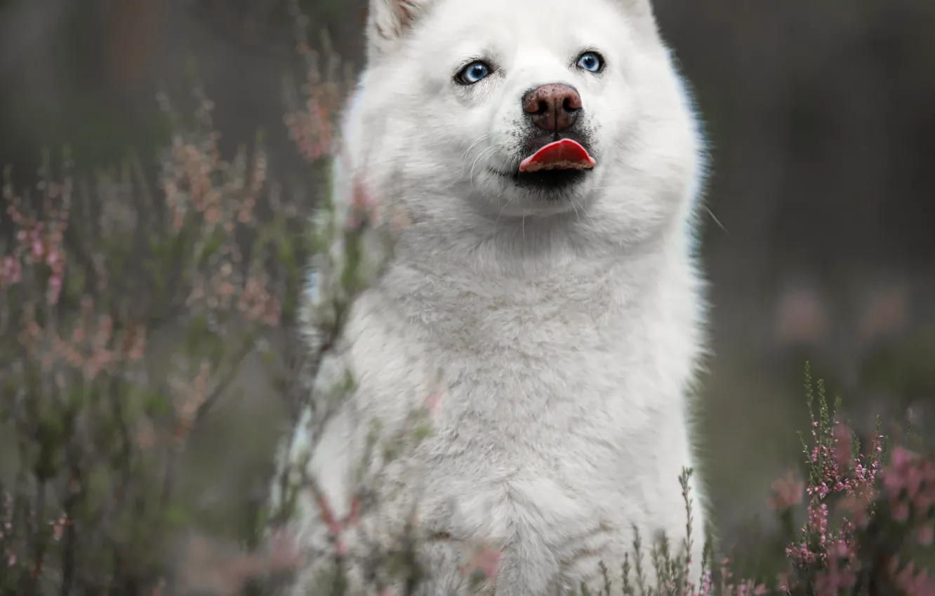 Photo wallpaper grass, look, nature, animal, dog, dog