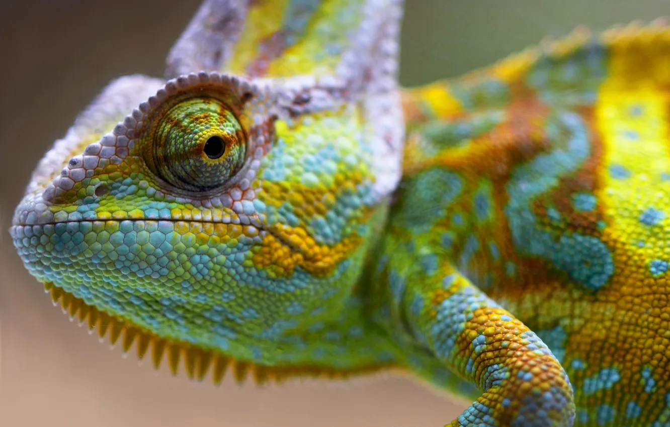 Photo wallpaper eyes, chameleon, color, reptile