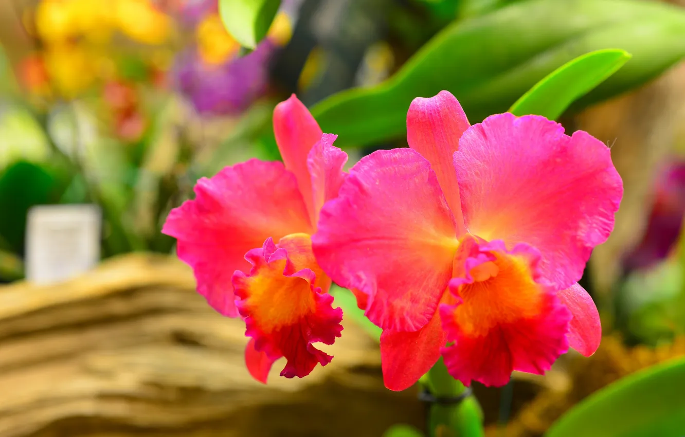 Photo wallpaper macro, nature, plant, petals, Orchid