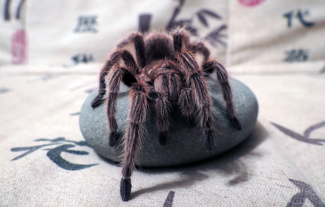 Photo wallpaper macro, spider, insect, Spider