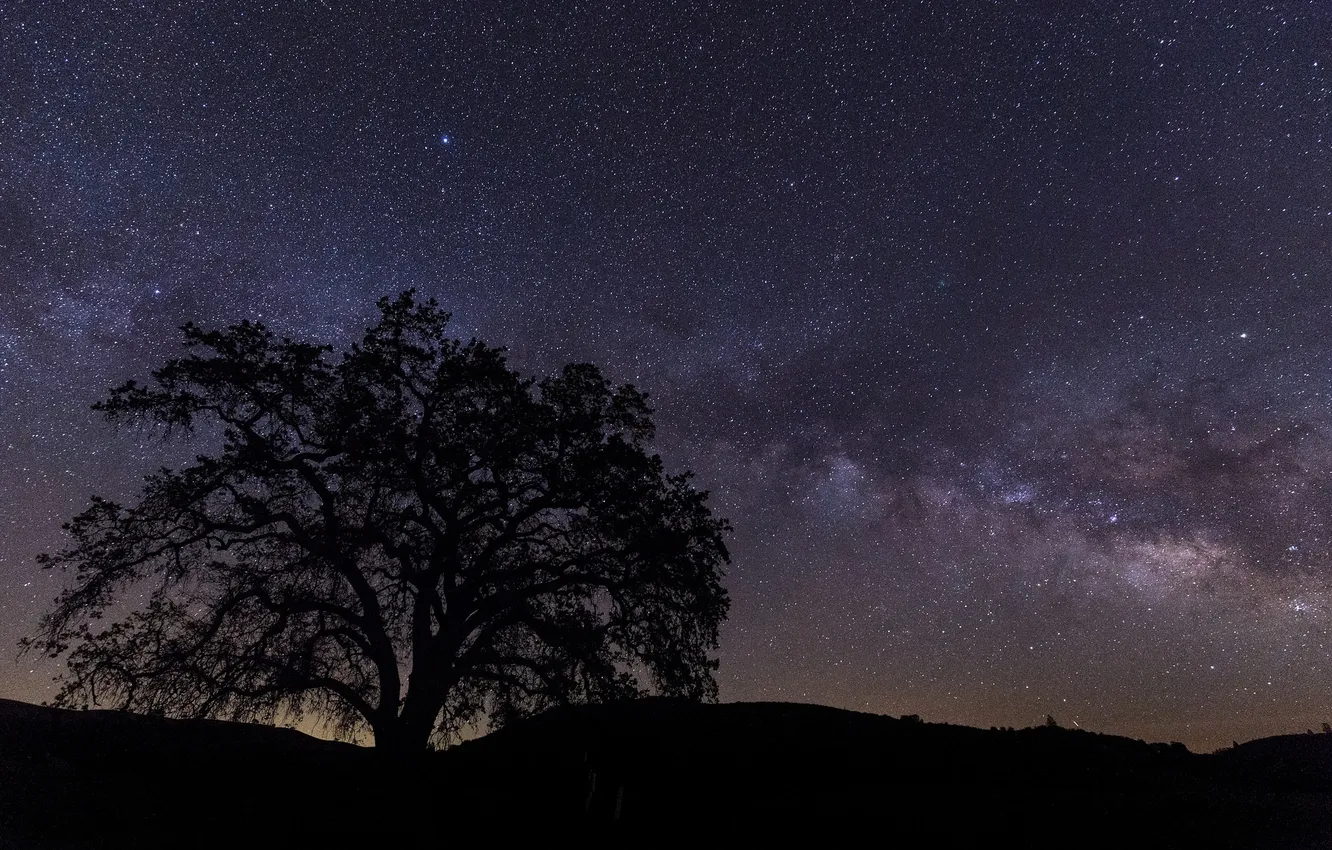 Photo wallpaper stars, trees, night, nature, silhouette