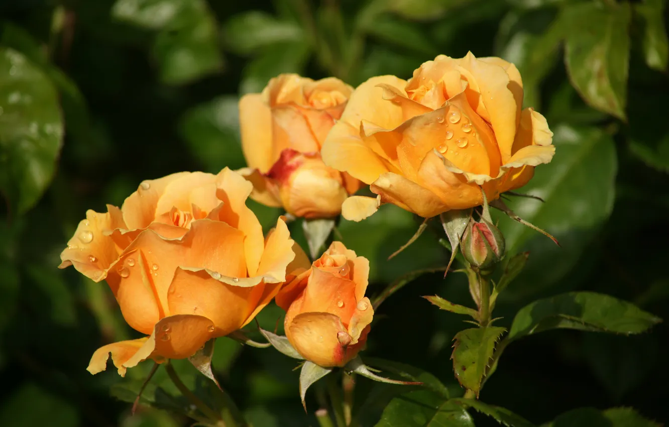 Photo wallpaper drops, macro, roses, buds