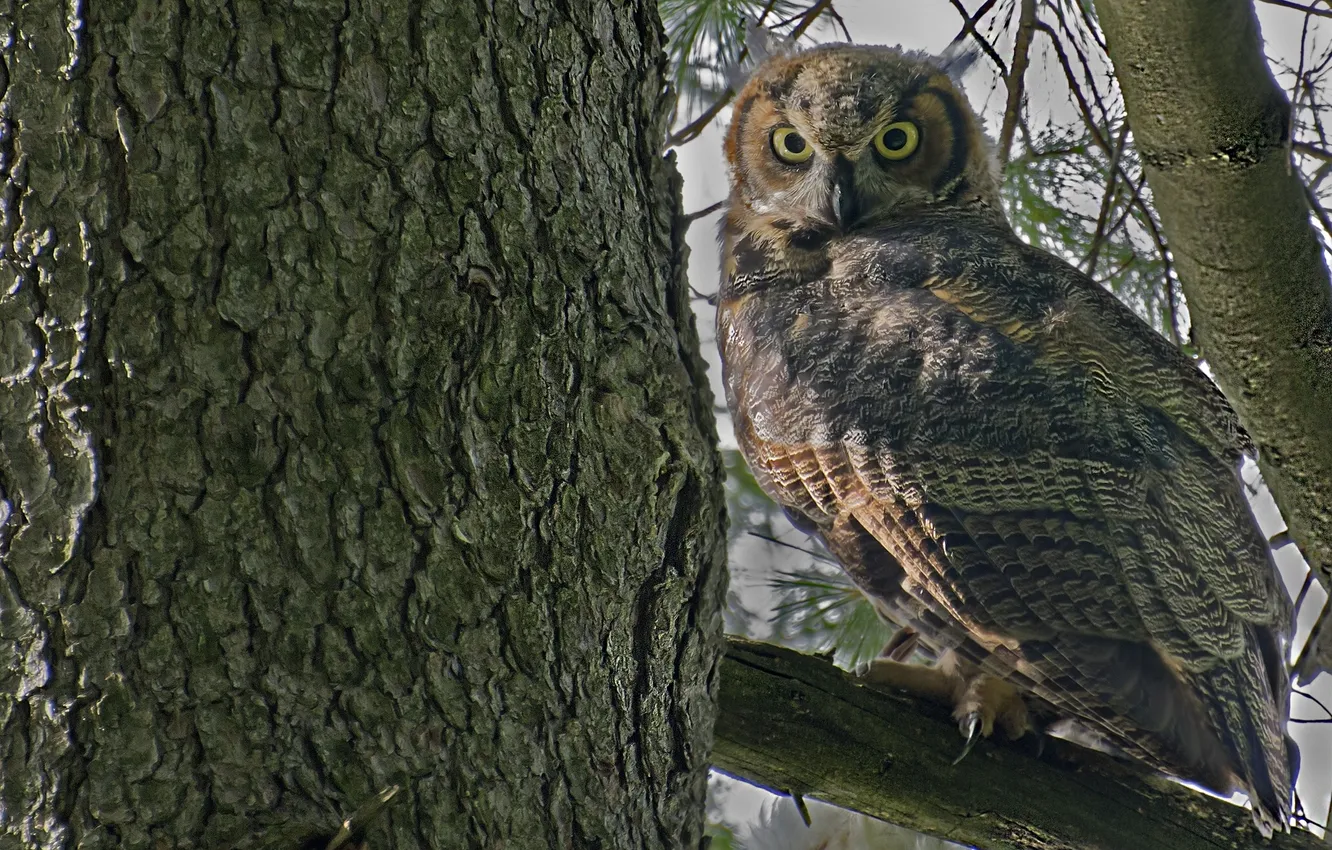 Photo wallpaper trees, owl, trunk, bark, Virgin Filin